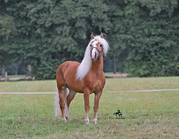 Unser Hengst NOTRE BEAU